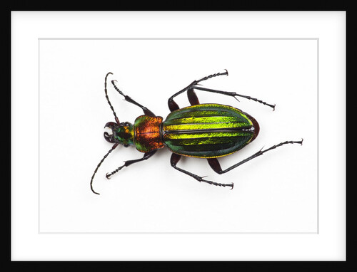 Chrysocarabus auronitens - France by Anonymous
