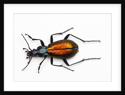 Chrysotribas hispanus latissimus - France beetle in Carabidae family by Anonymous