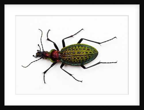 Beetle Acoptolabrus schrencki dongningensis - China, Heilongjiang in Carabidae family by Anonymous