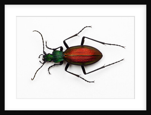 Beetle Ceroglossus chilensis colchaguensis in the Carabidae family by Anonymous
