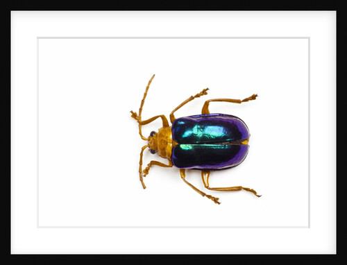 Long horned beetle Diastocera wallichi by Anonymous
