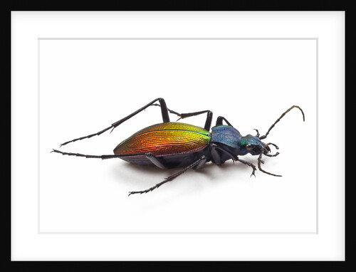 Beetle Chrysotribax hispanus latissimus from France in the Carabidae family by Anonymous