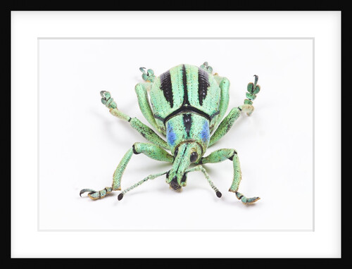 Head on view of Eupholus colorful weevil in Curculionidae family by Anonymous
