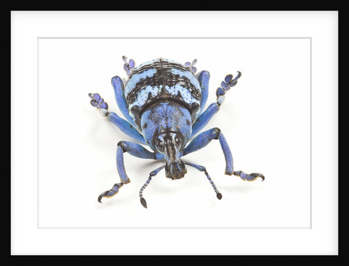 Head on view of Eupholus colorful weevil in Curculionidae family by Anonymous