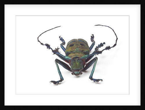 Long horned beetle Diastocera wallichi by Anonymous