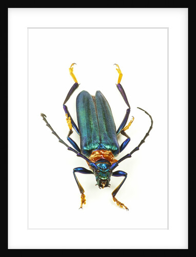 Head on photograph of long horn beetle Cerambycidae - sp. by Anonymous