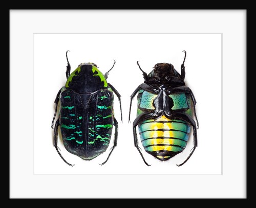 Flower beetle from Madagascar Euchroea coelestis coelestis by Anonymous