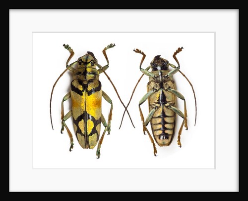 Top and bottom view of Long Horned beetle Glenea sarasinorum by Anonymous