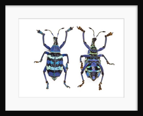 Top and Bottom view of Weevil Eupholus in the Curculionidae family by Anonymous