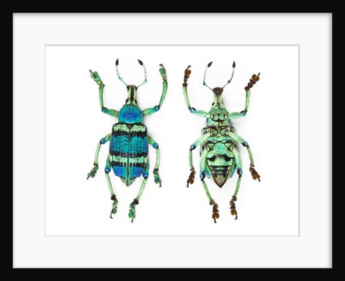 Top and Bottom view of Weevil Eupholus in the Curculionidae family by Anonymous