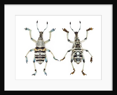 Top and Bottom view of Weevil Eupholus in the Curculionidae family by Anonymous