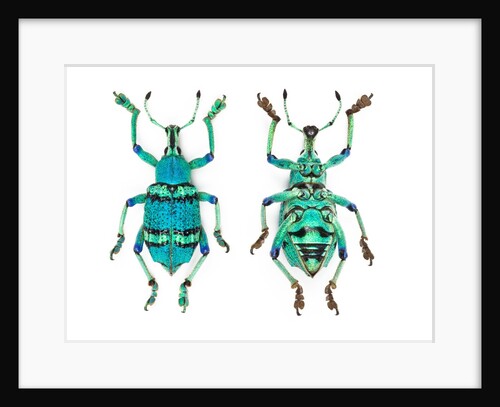 Top and Bottom view of Weevil Eupholus in the Curculionidae family by Anonymous