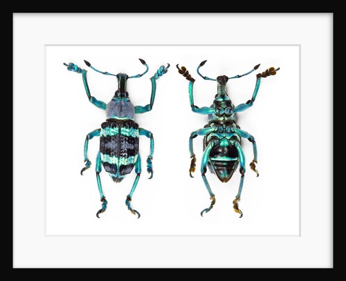 Top and Bottom view of Weevil Eupholus in the Curculionidae family by Anonymous
