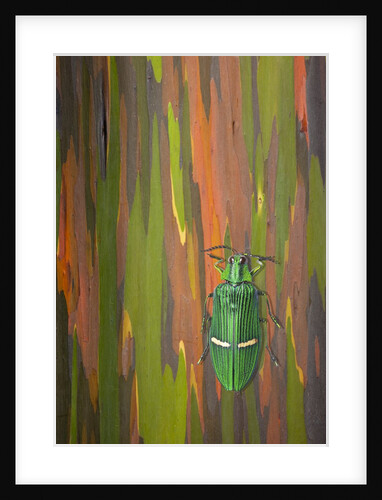 Jewel Beetle Catoxantha opulenta on Rainbow Eucalyptus trunk by Anonymous