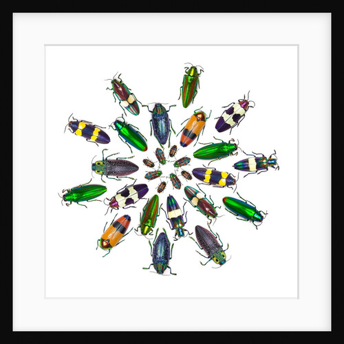 Cicular design pattern of Jewel Beetles by Anonymous
