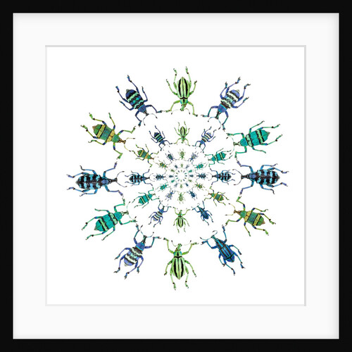 Cucular design of colorful weevils Eupholus in Curculionidae family by Anonymous