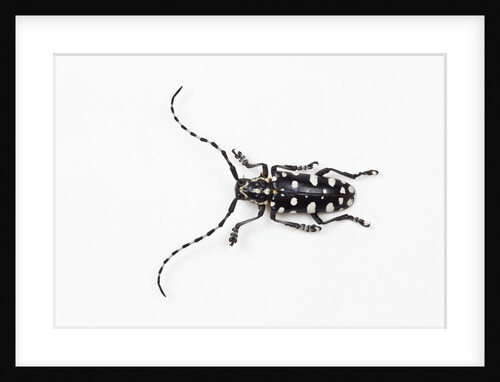 Top view of Long Horned Beetle Threnetica lacrymans by Anonymous