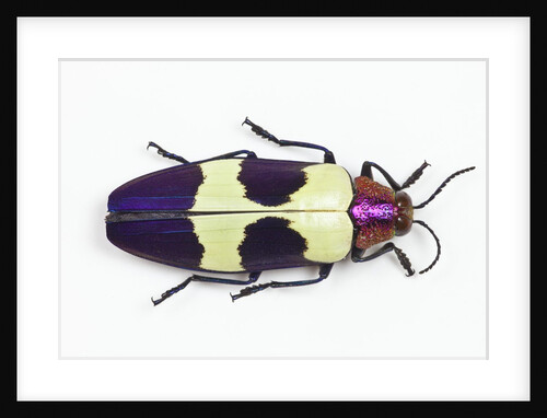 Jewel Beetle from Thailand Chrysochroa buqueti buqueti by Anonymous
