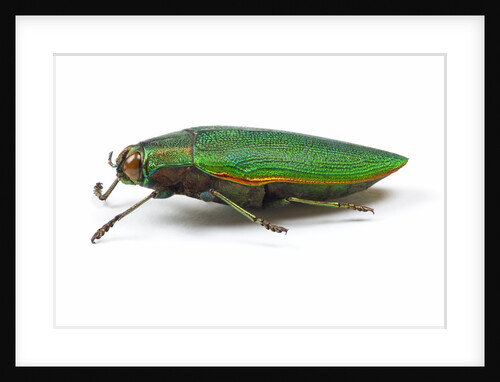 Side view of Jewel Beetle Steraspis speciosa green by Anonymous