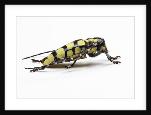 Male long horned beetle Cyriocrates horsfieldi tonkinensis by Anonymous