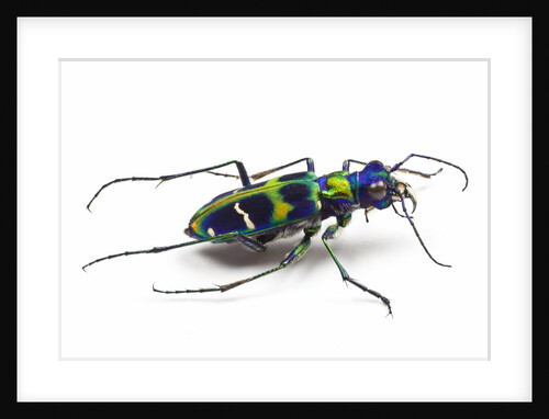 Small colorful beetle from Korea Cicindela chinensis by Anonymous