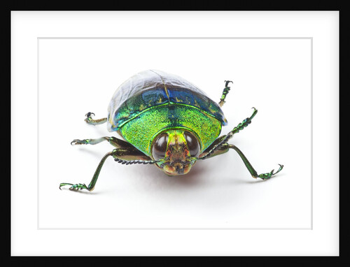 Head on view of Jewel Beetle Steraspis speciosa green by Anonymous