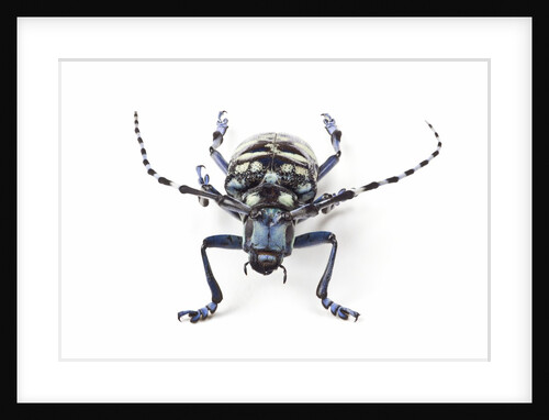 Head on view of Long Horned beetle Anoplophora elegans by Anonymous