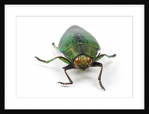 Head on view of Jewel Beetle Steraspis speciosa green by Anonymous