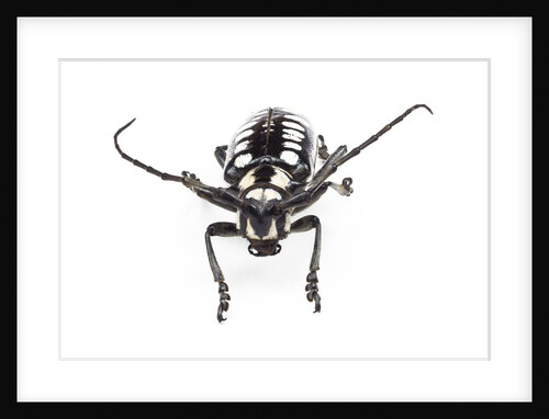 Head on view of long horned beetle Arctolamia cruciatus by Anonymous
