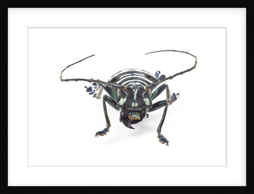 Head on view of Horned Beetle Anoplophora elegans by Anonymous