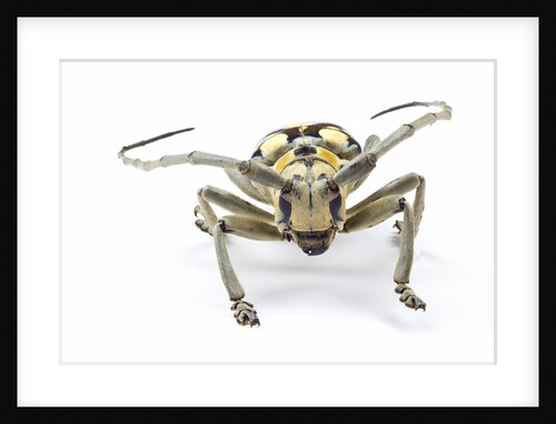 Male long horned beetle Anoplophora mamauna head on view by Anonymous