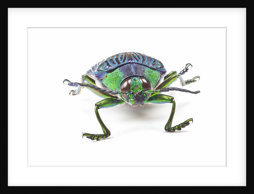 Head on view of Jewel Beetle Steraspis speciosa green by Anonymous