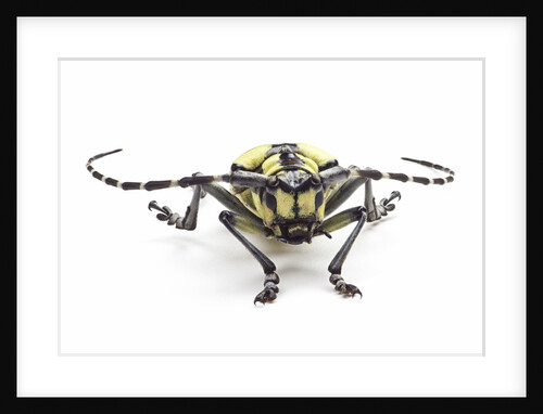 Male long horned beetle Cyriocrates horsfieldi tonkinensis by Anonymous
