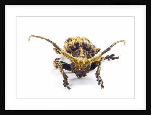Long horned beetle Xylorrniza adusta head on view by Anonymous