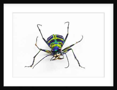 Small colorful beetle from Korea Cicindela chinensis by Anonymous