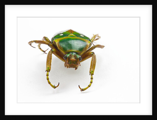 Head on view of flower beetle Stephanorrhina guttata by Anonymous