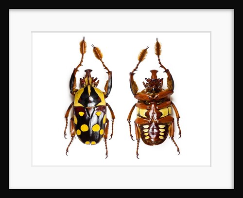 Cheirolasia burkei beetle top and underside view by Anonymous