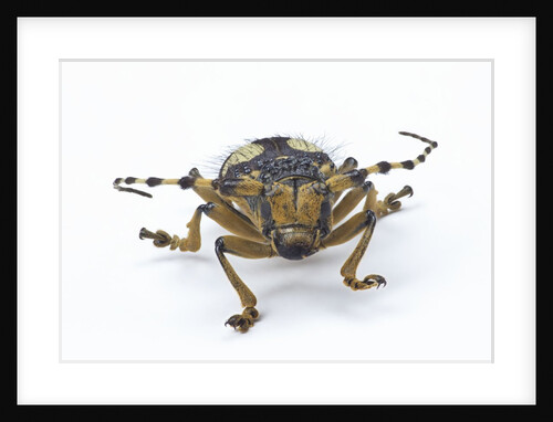 Head on view of long horned beetle Arctolamia cruciatus by Anonymous