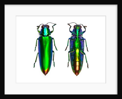 Jewel Beetle Chrysochroa fulminens green by Anonymous