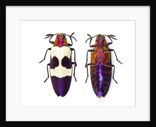 Jewel Beetle from Thailand Chrysochroa buqueti buqueti by Anonymous