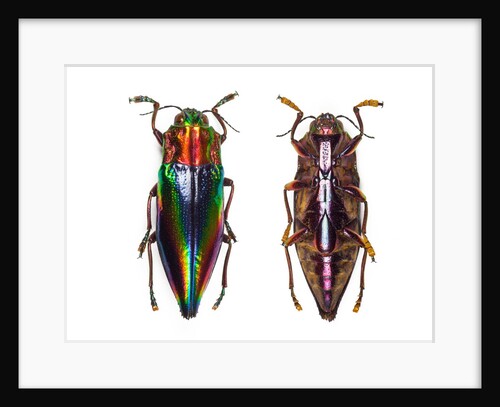 Top and underside view of jewel beetle Cyphogastra javanica by Anonymous