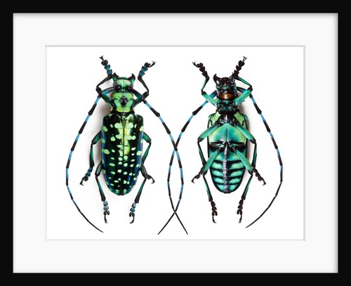 Long horned beetle from Thailand Calloplophora sollii by Anonymous