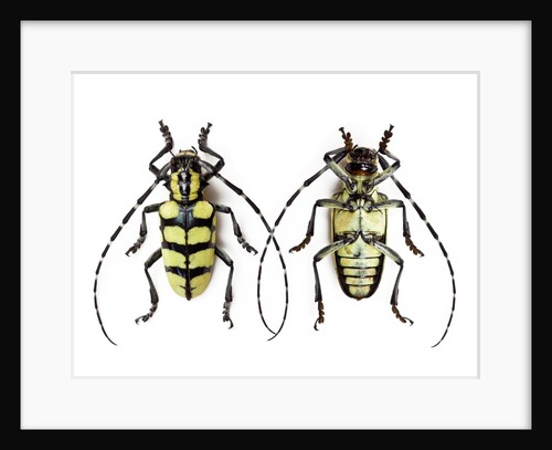 Male long horned beetle Cyriocrates horsfieldi tonkinensis by Anonymous