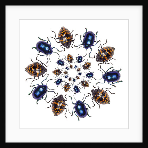 Beetle Circular design with small round beetles in the Chrysomelidae family by Anonymous