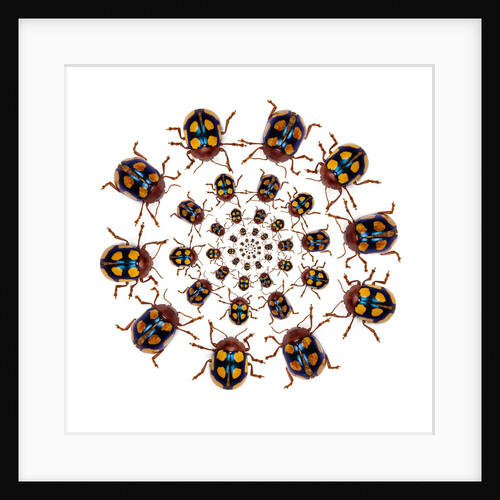 Beetle Circular design with small round beetles in the Chrysomelidae family by Anonymous
