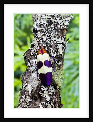 Jewel Beetle from Thailand Chrysochroa buqueti buqueti by Anonymous