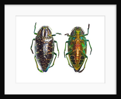 Jewel beetle Poloybothris sumptuosa sumptuosa by Anonymous