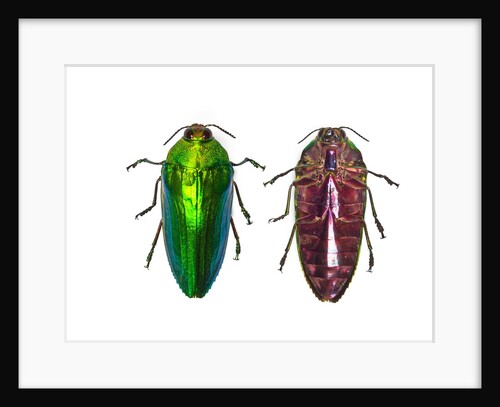 Top and underside view of Jewel Beetle Callopistus castelnaudi by Anonymous