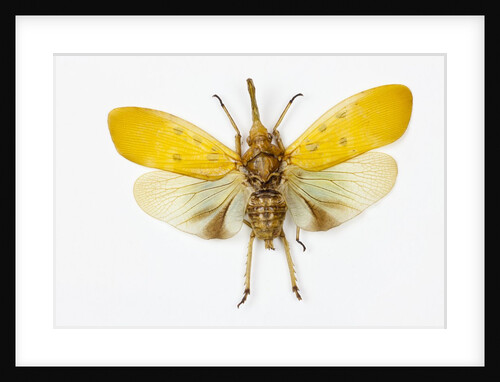 Pyrops cyanirostris flying insect in the Fulgoridae family from Asia by Anonymous