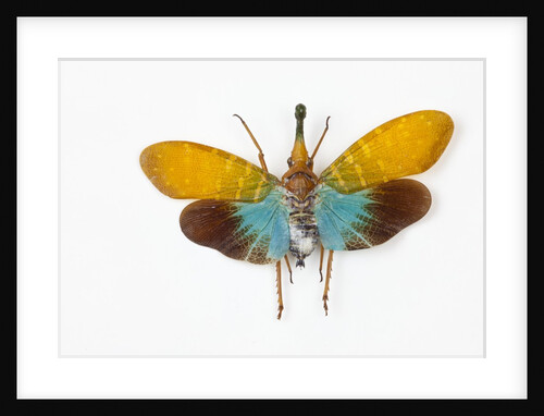 Flying bug from Asia Pyrops in the Fulgoridae family by Anonymous